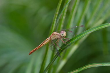 Yeşil arka planda yakın plan yusufçuk, Tayland.