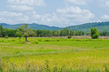 Mavi gökyüzü ile yeşil alan, Tayland.
