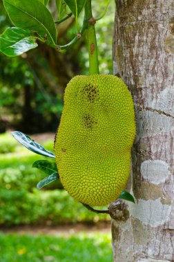 Yeşil yapraklı bir meyve, Tayland.