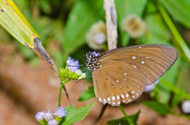Pang Si-Da Ulusal Parkı 'nda kahverengi kelebek, Sakaeo, Thiland
