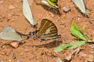 Kahverengi dünyada güzel bir kelebek, Tayland.