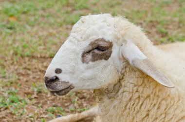kafa kahverengi koyun, Tayland.