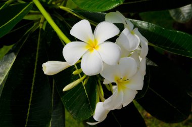 Tayland 'ın güzel beyaz tesisatçısı..
