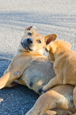 Tayland kahverengi köpeği ve bebek Tayland köpeği parkta..