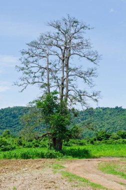 Dağlı ve mavi gökyüzü olan ağaç, Tayland.