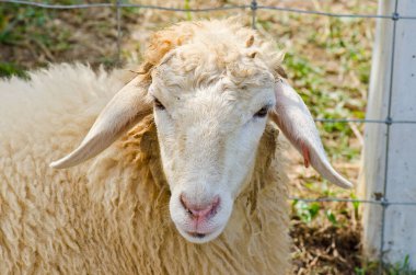 kafa kahverengi koyun, Tayland.