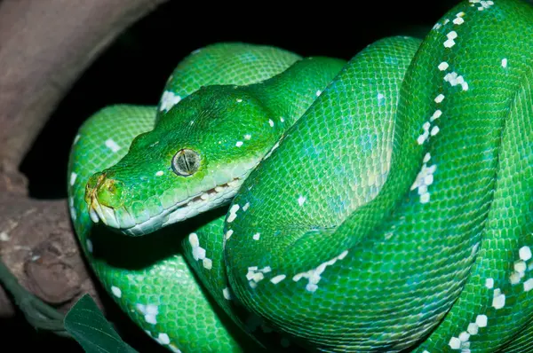 Tayland, hayvanat bahçesindeki Yeşil Ağaç Pitonunun Kapanışı.