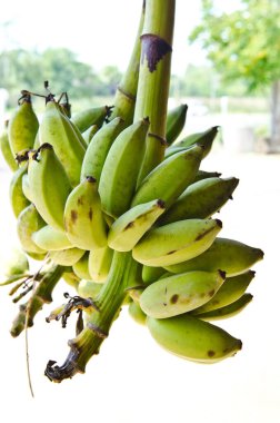 Pazarda muz, Tayland.