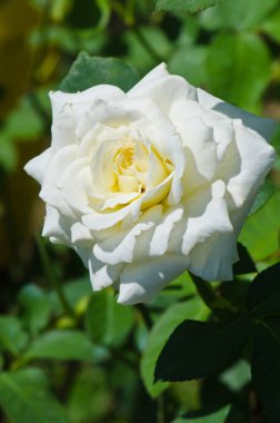 Beyaz gül, Tayland 'a yakın..