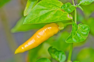 Bitkinin üzerinde sarı biber, Tayland.