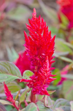 Yeşil arka planda kırmızı çiçek, Tayland.