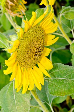 Tayland 'da ayçiçeğine yakın çekim