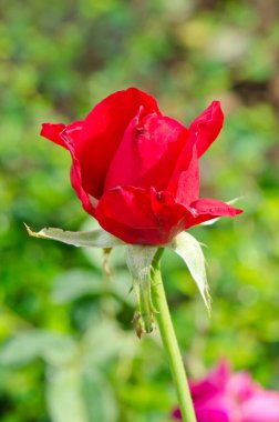 Tayland 'daki kırmızı gülü kapat..