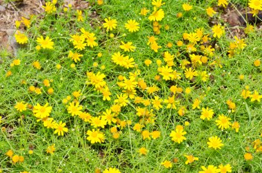 Tayland 'daki çiçek tarlasının arka planı.