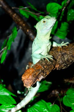 Yeşil Basilisk, Tayland 'a yakın..