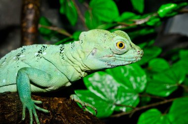 Yeşil Basilisk, Tayland 'a yakın..