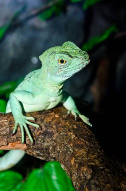 Yeşil Basilisk, Tayland 'a yakın..