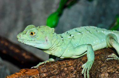 Yeşil Basilisk, Tayland 'a yakın..