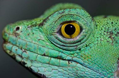 Yeşil Basilisk 'in baş görüntüsü, Tayland.