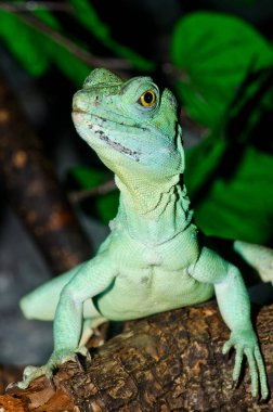 Yeşil Basilisk, Tayland 'a yakın..