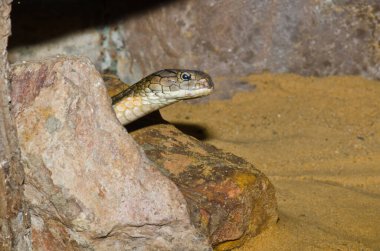 Tayland 'daki Kral Kobra Yılanı' na yaklaş..