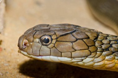 Tayland 'daki Kral Kobra Yılanı' na yaklaş..