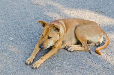 bahçede, Tayland Tayland köpek.
