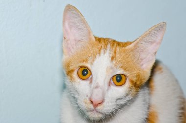 Tay kedisi nin portresi, Tayland.