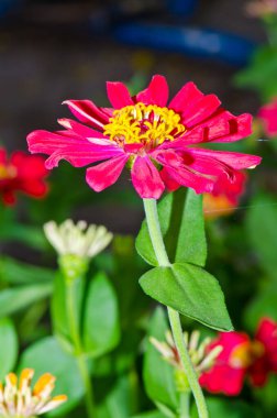 Tayland 'daki pembe zinnia çiçeğini kapat..