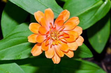 Tayland 'da, turuncu zinya çiçeğine yakın..