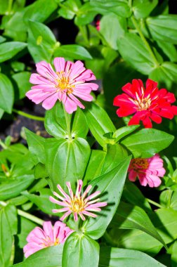 Çin çiçeği, Tayland 'a yakın..