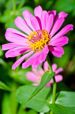 Tayland 'daki pembe zinnia çiçeğini kapat..