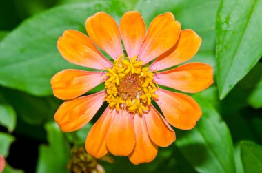 Tayland 'da, turuncu zinya çiçeğine yakın..