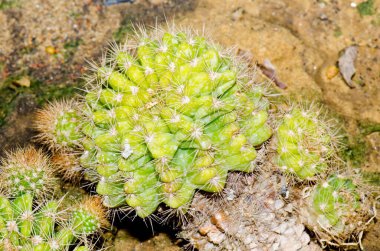 Echinopsis Oxygona Kaktüsü, Tayland.
