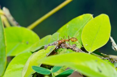 Ağaçta kırmızı karıncalar, Tayland.
