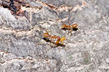 Ağaçta kırmızı karıncalar, Tayland.