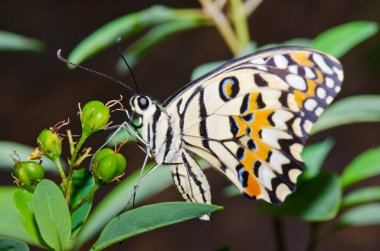 Beautiful butterfly on flower in public park, Thailand.