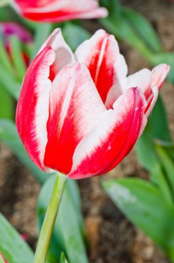 Tayland 'ın kırmızı lalesine yakın..