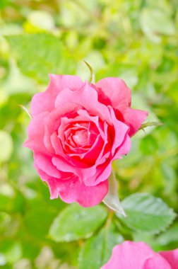 Close up of pink rose, Thailand.