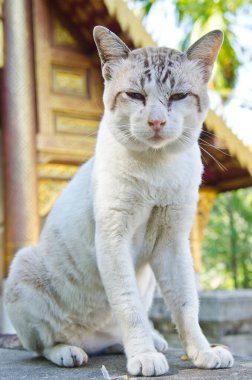 Tayland Tayland beyaz kedi portresi.