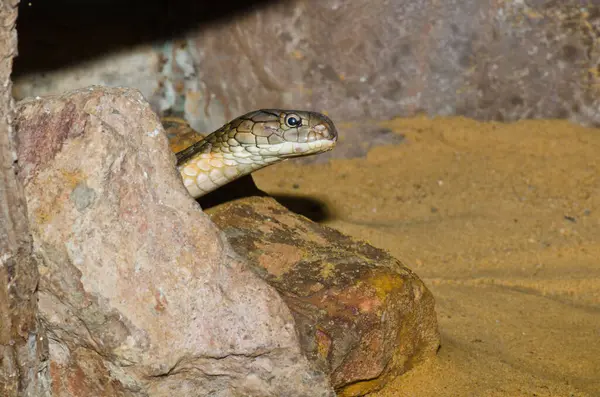 Tayland 'daki Kral Kobra Yılanı' na yaklaş..
