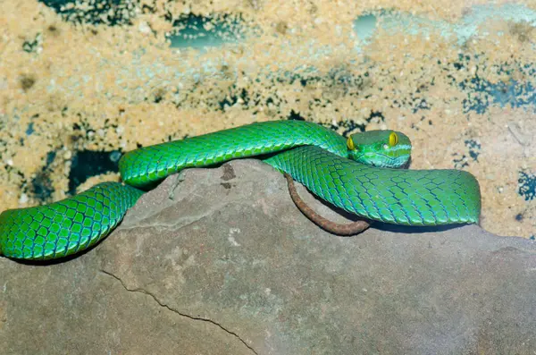 Big-eyes Pitviper ya da Cryptelytrops, Tayland 'a yakın..