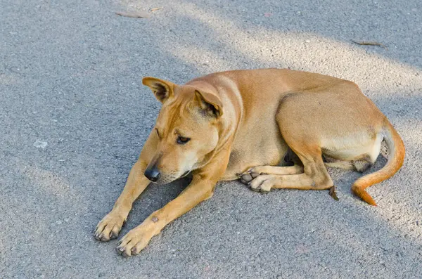 bahçede, Tayland Tayland köpek.
