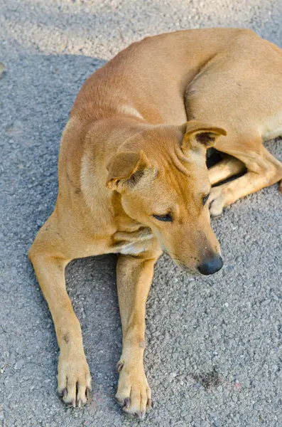 bahçede, Tayland Tayland köpek.