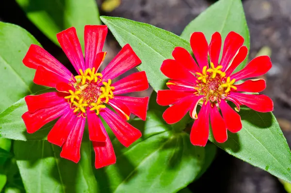 Tayland 'daki kırmızı zinya çiçeğine yaklaş..