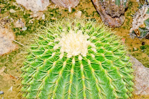 Echinocactus Grusonii Kaktüsü, Tayland.