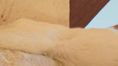 Beyaz bir Tayland kedisi dinleniyor. Kısa saç kedisi. Tayland 'ın yerli hayvanları. Tembel kedi..