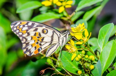 Tayland, halk parkında güzel bir kelebek