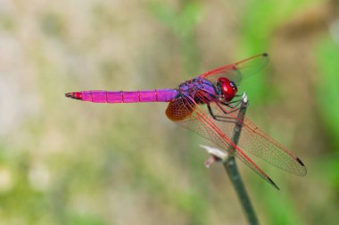 Yeşil ekranlı yusufçuk, Tayland.