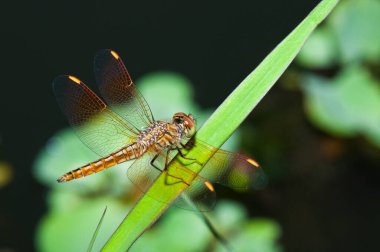 Tayland 'da kahverengi yusufçuğa yakın çekim.